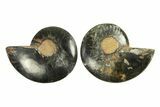 Cut & Polished Ammonite Fossil - Unusual Black Color #296274-1